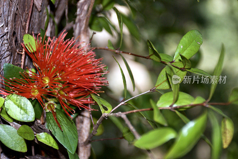 南方文Rātā(Metrosideros umbellata)